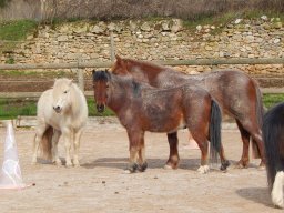 Poneys